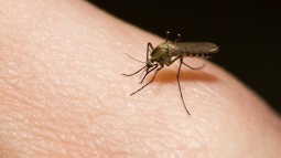 Sivrisineklerin Sizi Neden Isırdığının 5 Nedeni!